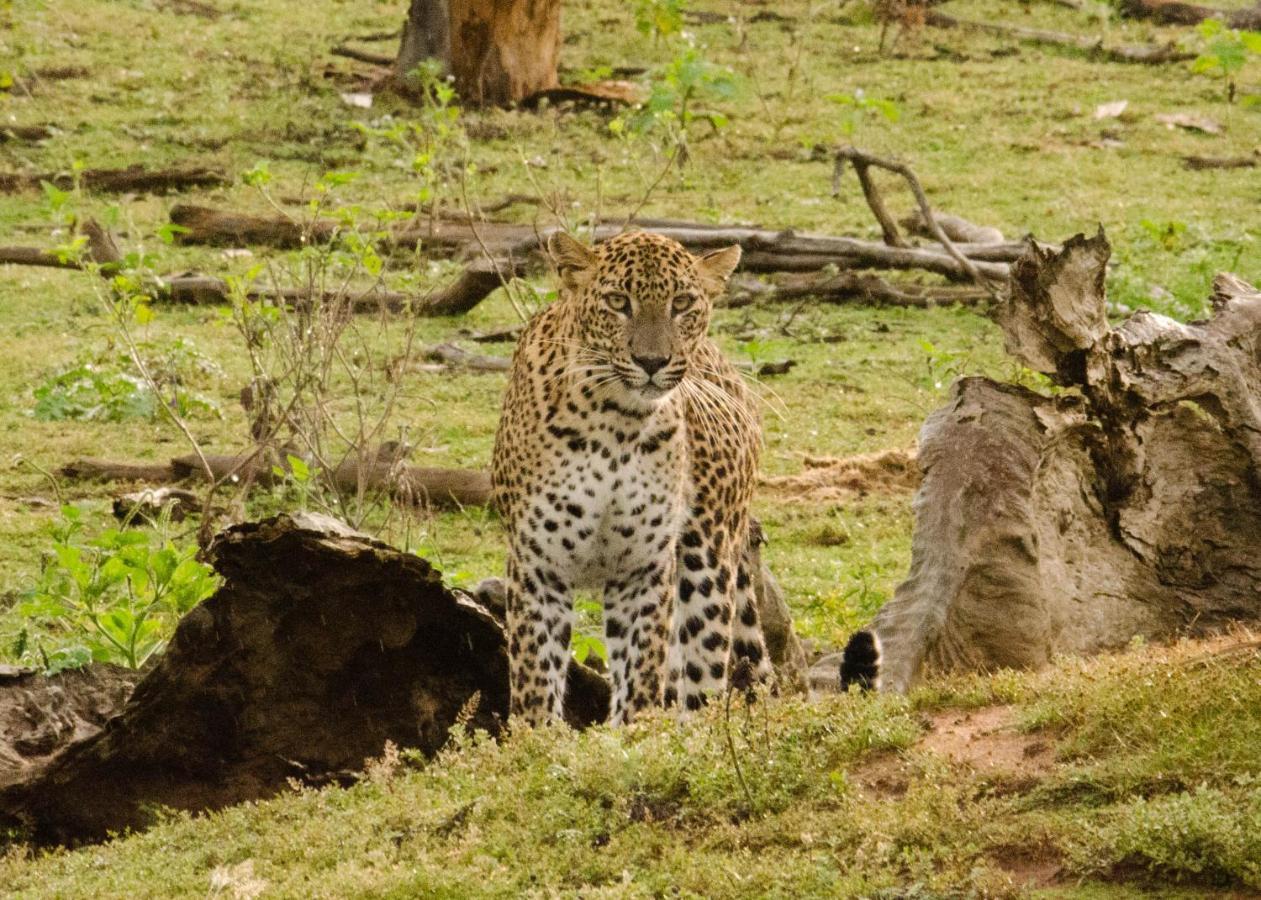 Big Game Yala - By Eco Team Hotel Exterior photo