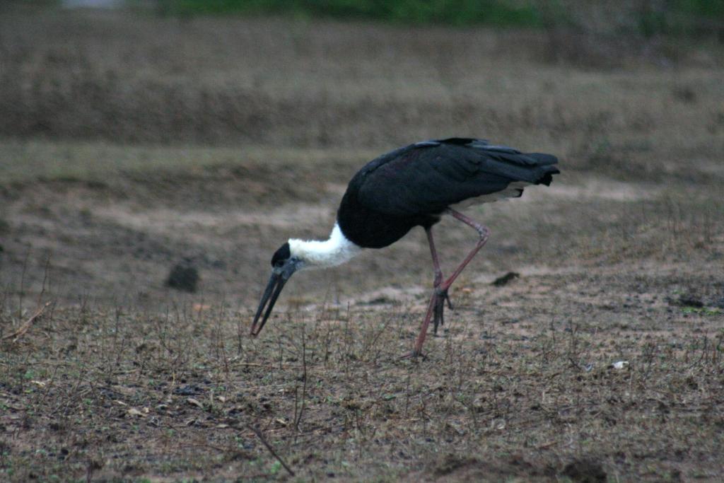 Big Game Yala - By Eco Team Hotel Exterior photo