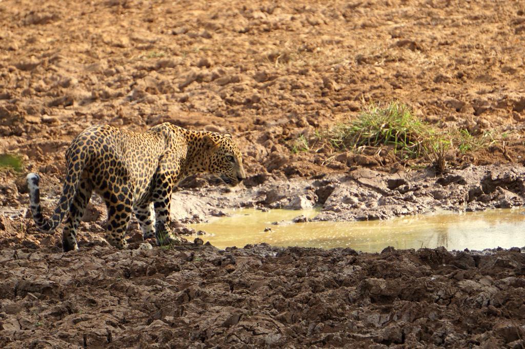 Big Game Yala - By Eco Team Hotel Exterior photo