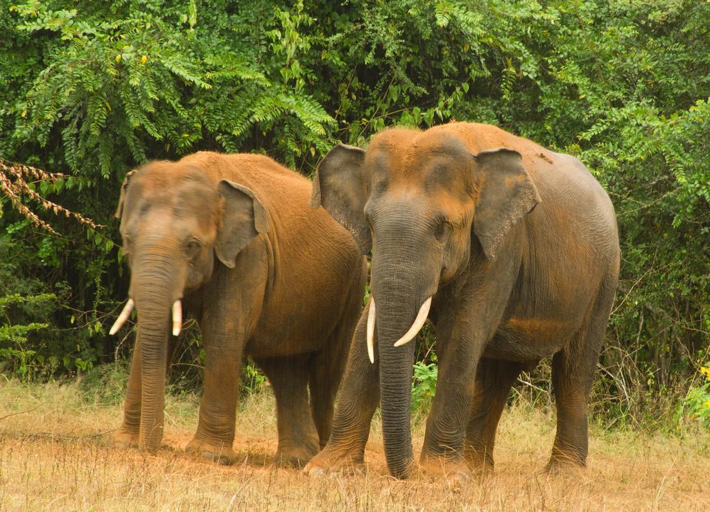 Big Game Yala - By Eco Team Hotel Exterior photo