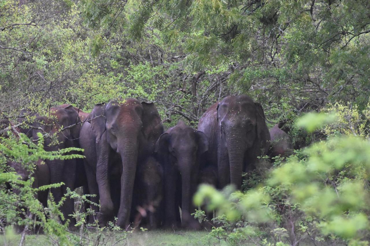 Big Game Yala - By Eco Team Hotel Exterior photo
