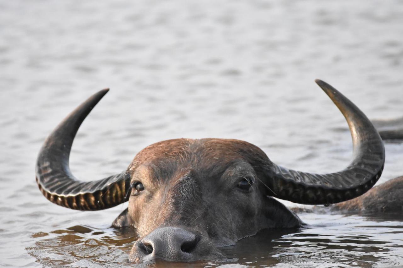 Big Game Yala - By Eco Team Hotel Exterior photo